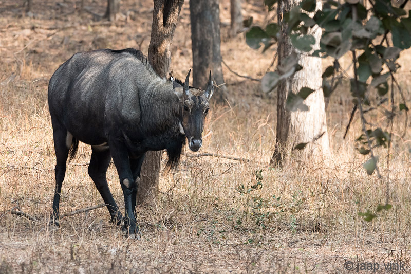 Nilgai - Nijlgau - Boselaphus tragocamelus