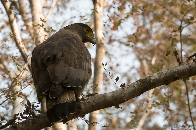 Crested Serpent Eagle - Indische Slangenarend - Spilornis cheela