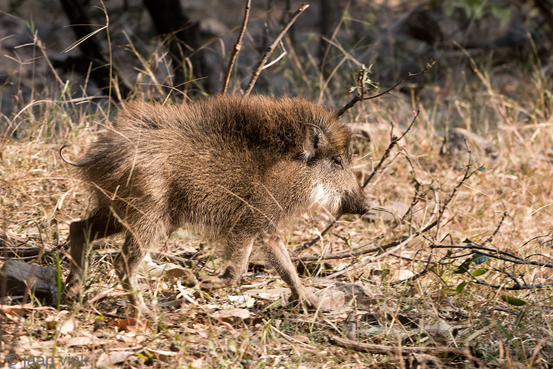 Wild Boar - Wild Zwijn -  Sus scrofa