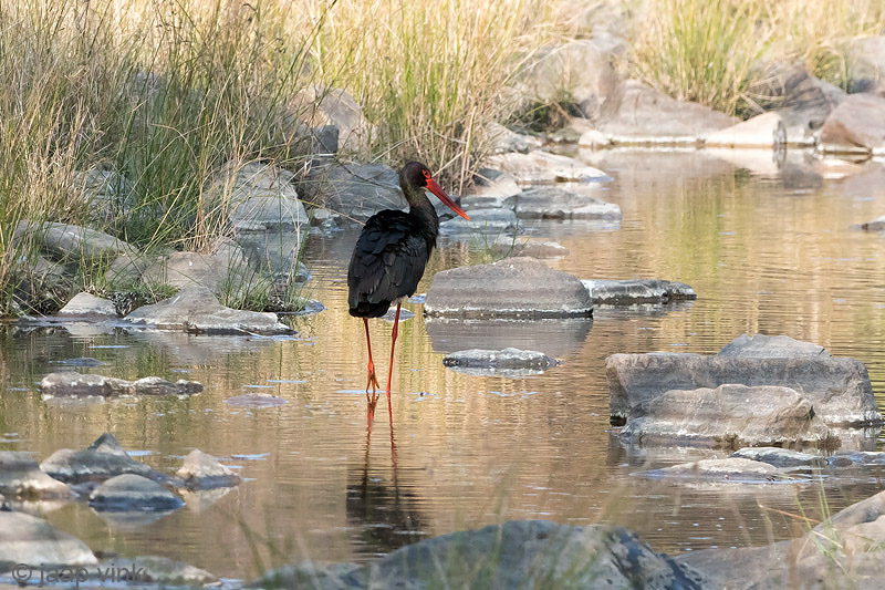 Black Stork - Zwarte Ooievaar - Ciconia nigra