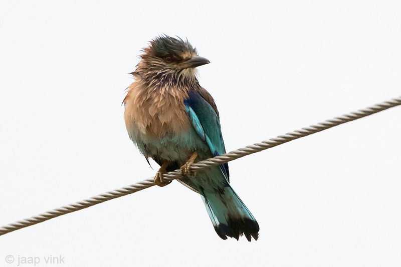 Indian Roller - Indische Scharrelaar - Coracias benghalensis