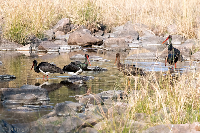 Black Stork - Zwarte Ooievaar - Ciconia nigra