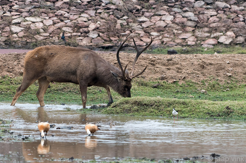 Sambar Deer - Sambar - Rusa unicolor