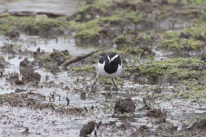 White-browed Wagtail - Indische Bonte Kwikstaart - Motacilla maderaspatensis