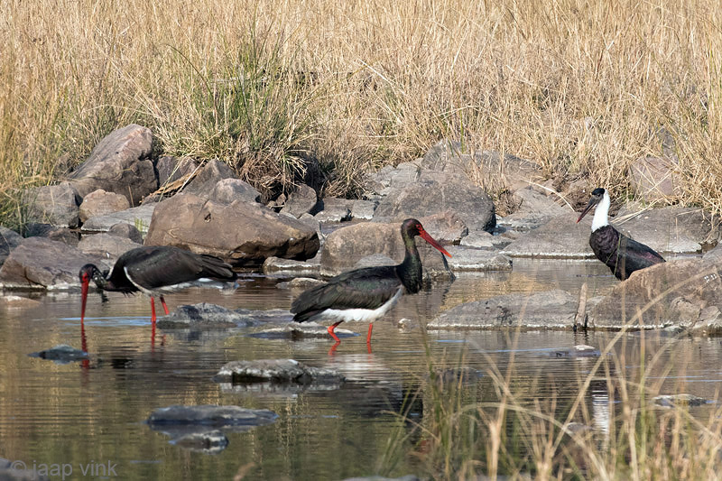 Woolly-necked Stork - Bisschopsooievaar - Ciconia episcopus