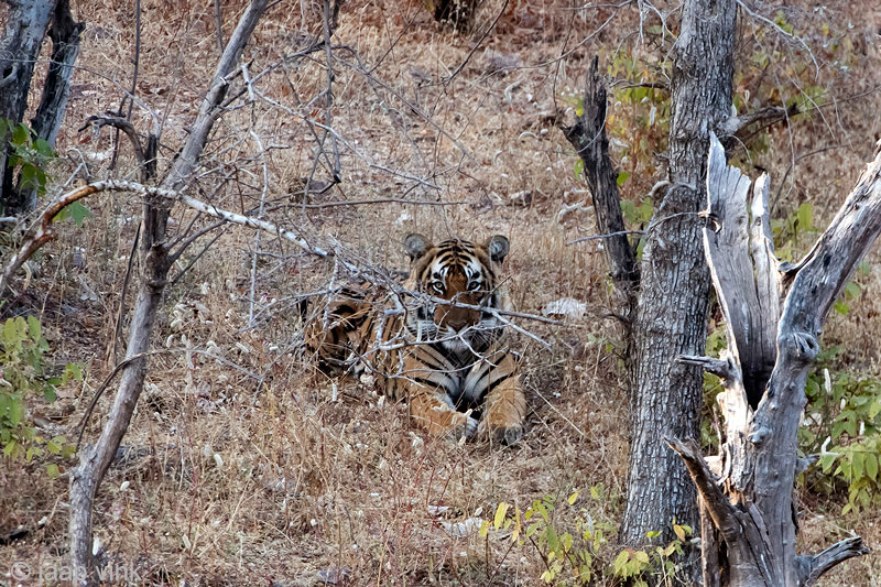 Tiger - Tijger - Panthera tigris