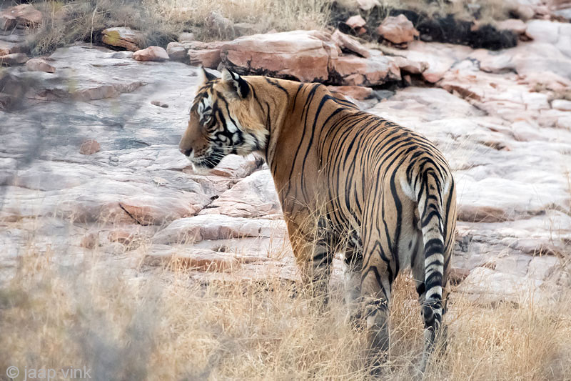 Tiger - Tijger - Panthera tigris
