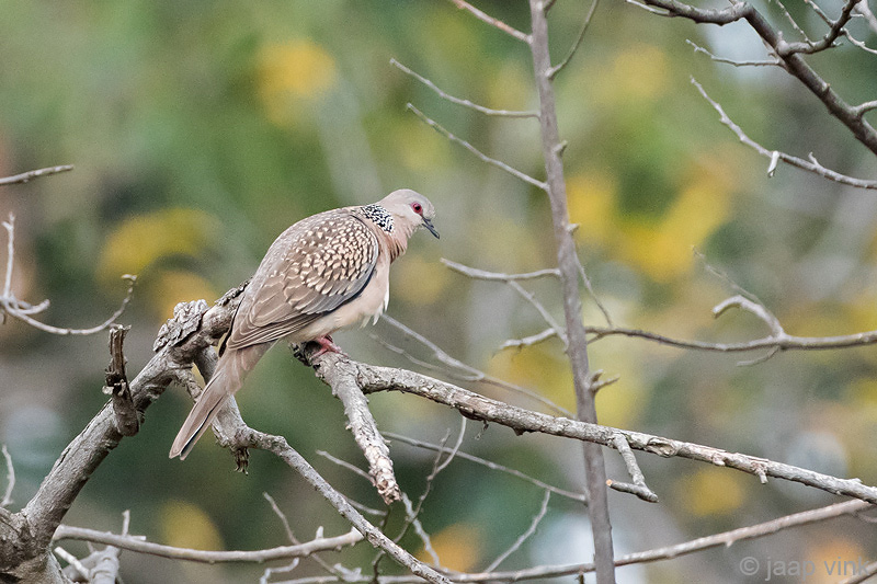 Spotted Dove - Parelhalstortel - Spilopelia chinensis