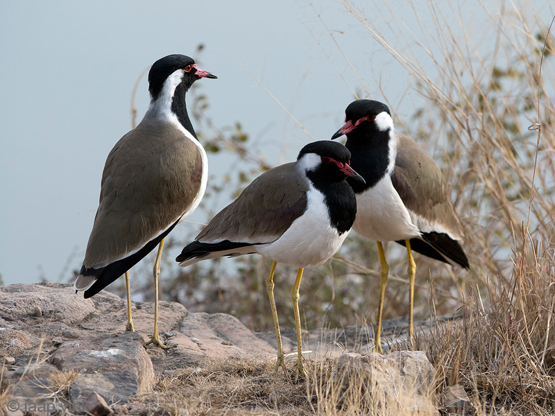 Red-wattled Lapwing - Indische Kievit - Vanellus indicus