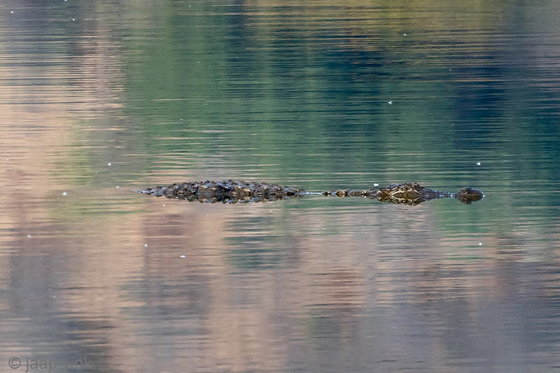 Mugger Crocodile - Moeraskrokodil - Crocodylus palustris