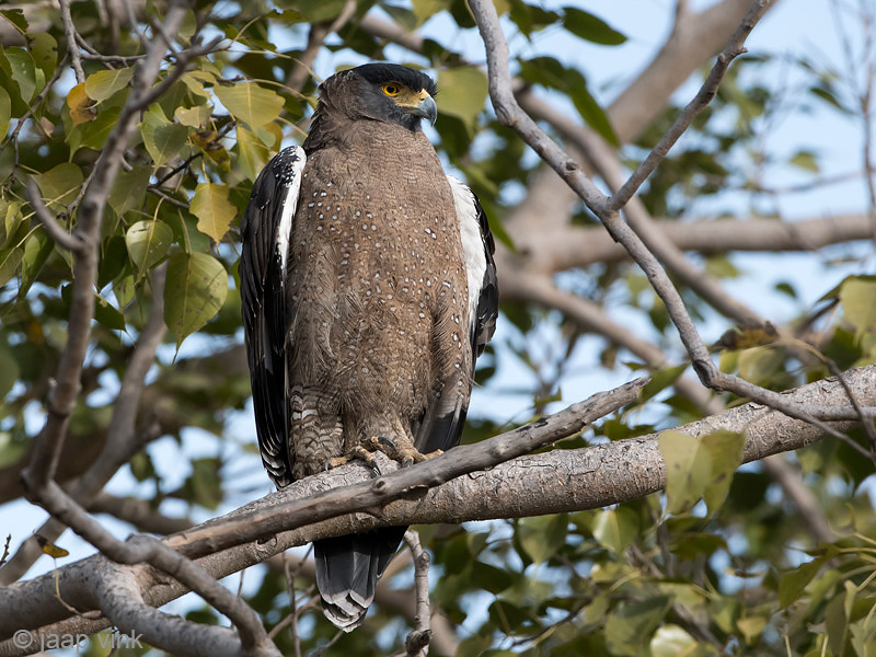 Crested Serpent Eagle - Indische Slangenarend - Spilornis cheela