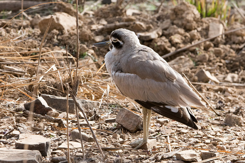 Great Stone-Curlew - Grote Griel - Esacus recurvirostris