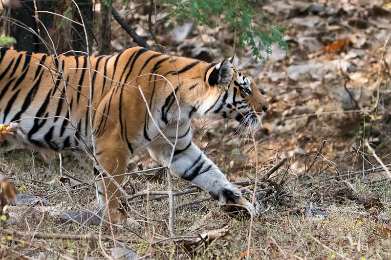Tiger - Tijger - Panthera tigris