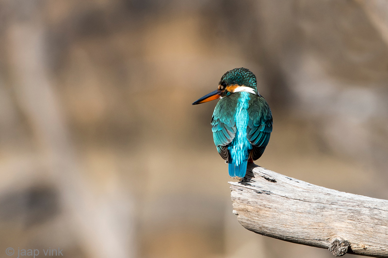 Eurasian Kingfisher - IJsvogel - Alcedo atthis