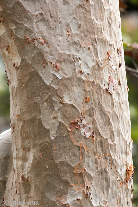 Indian Ghost Tree - Sterculia urens