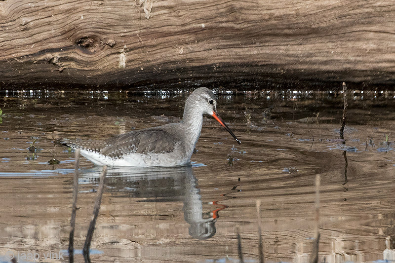 Spotted Redshank - Zwarte Ruiter - Tringa erythropus