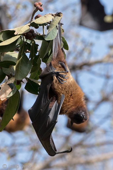 Greater Short-nosed Fruit Bat - Kortneusvleerhond - Cynopterus sphinx
