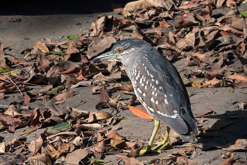 Black-crowned Night Heron - Kwak - Nycticorax nycticorax
