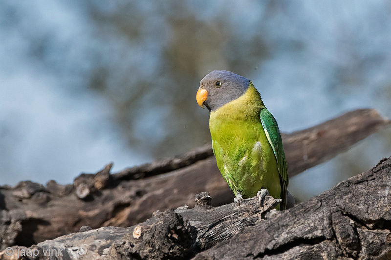 Plum-Headed Parakeet - Pruimekopparkiet - Psittacula cyanocephala