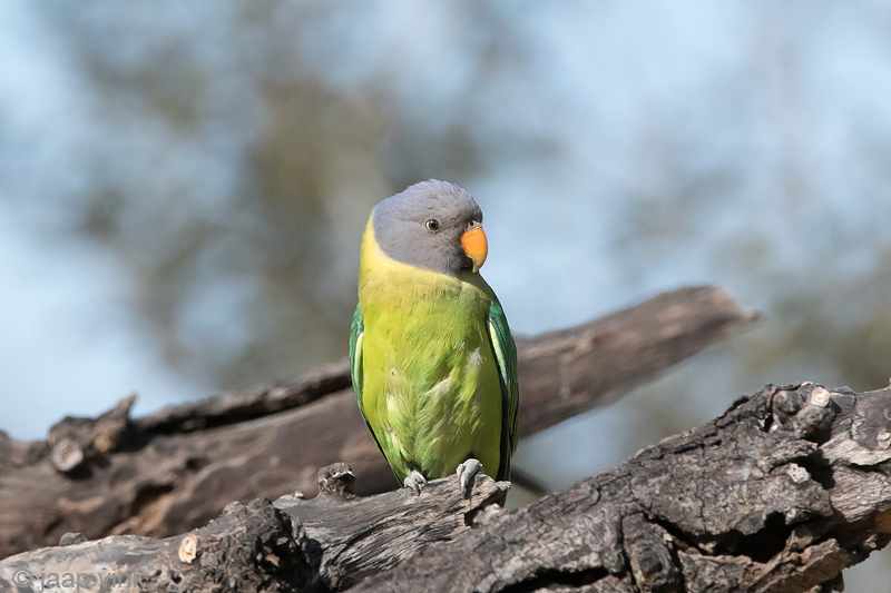 Plum-Headed Parakeet - Pruimekopparkiet - Psittacula cyanocephala