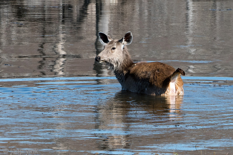 Sambar Deer - Sambar - Rusa unicolor