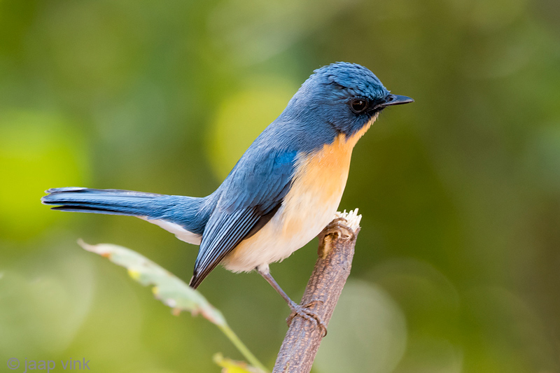 Tickells Blue Flycatcher - Tickells Niltava - Cyornis tickelliae