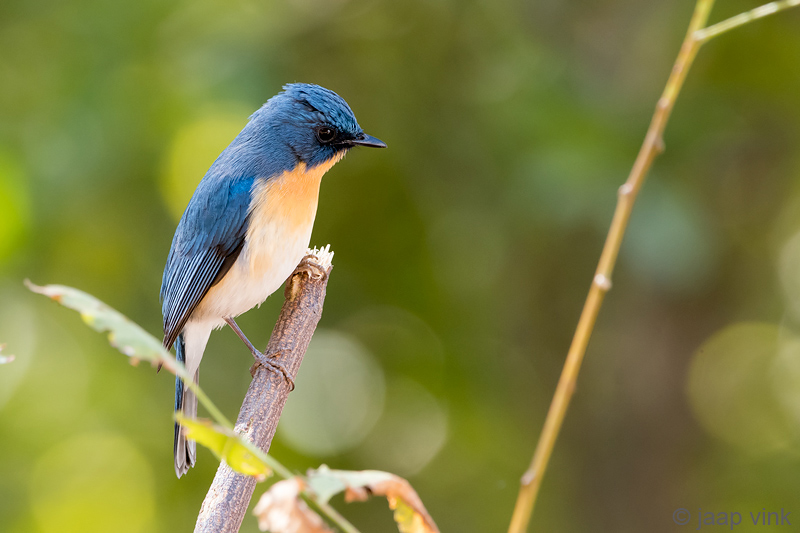 Tickells Blue Flycatcher - Tickells Niltava - Cyornis tickelliae