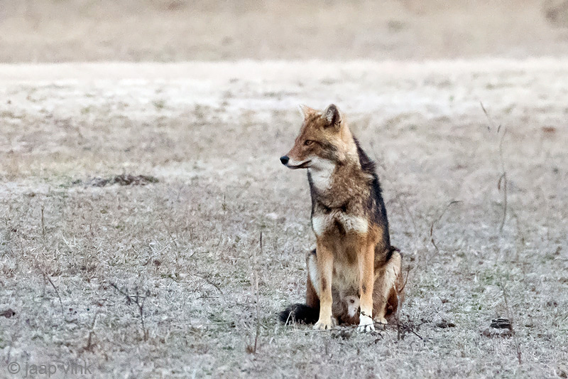 Golden Jackal - Goudjakhals - Canis aureus