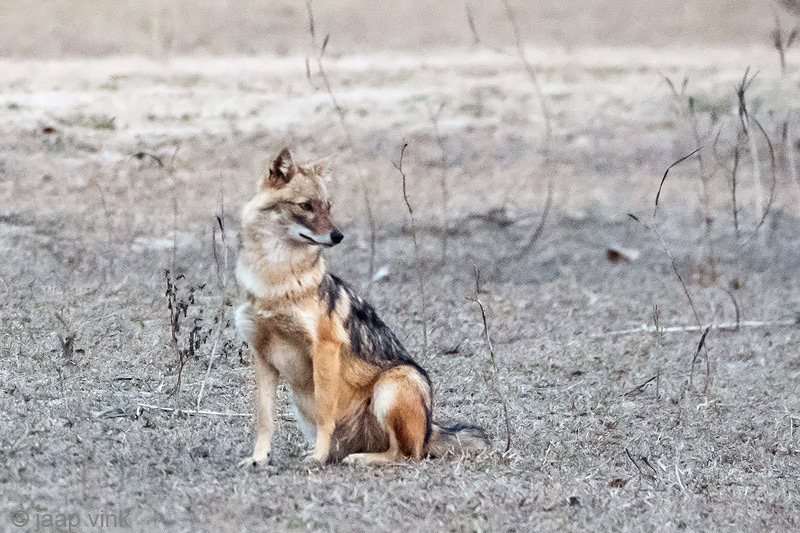 Golden Jackal - Goudjakhals - Canis aureus