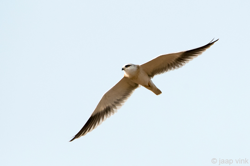 Black-winged Kite - Grijze Wouw - Elanus caeruleus
