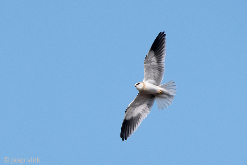 Black-winged Kite - Grijze Wouw - Elanus caeruleus