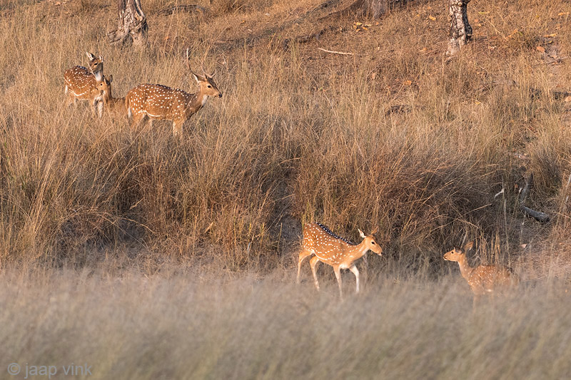 Spotted Dear - Chital - Axis axis