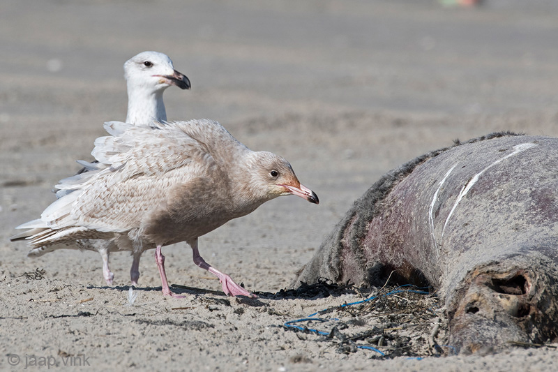 Glaucous Gull - Grote Burgemeester - Larus hyperboreus
