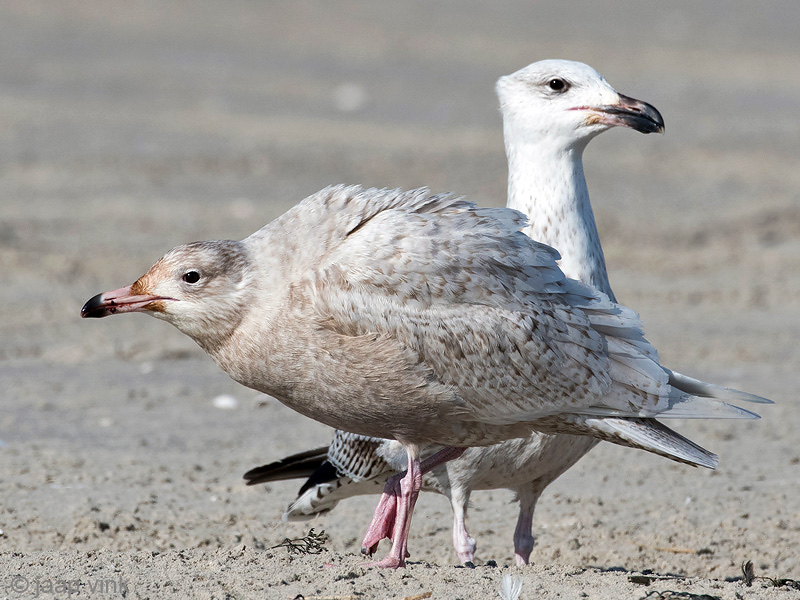 Glaucous Gull - Grote Burgemeester - Larus hyperboreus