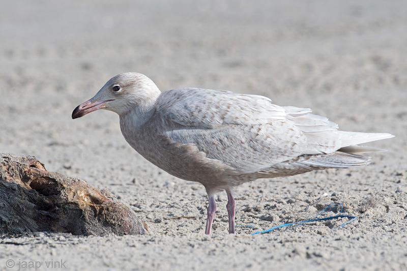 Glaucous Gull - Grote Burgemeester - Larus hyperboreus