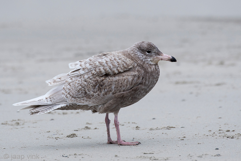 Glaucous Gull - Grote Burgemeester - Larus hyperboreus