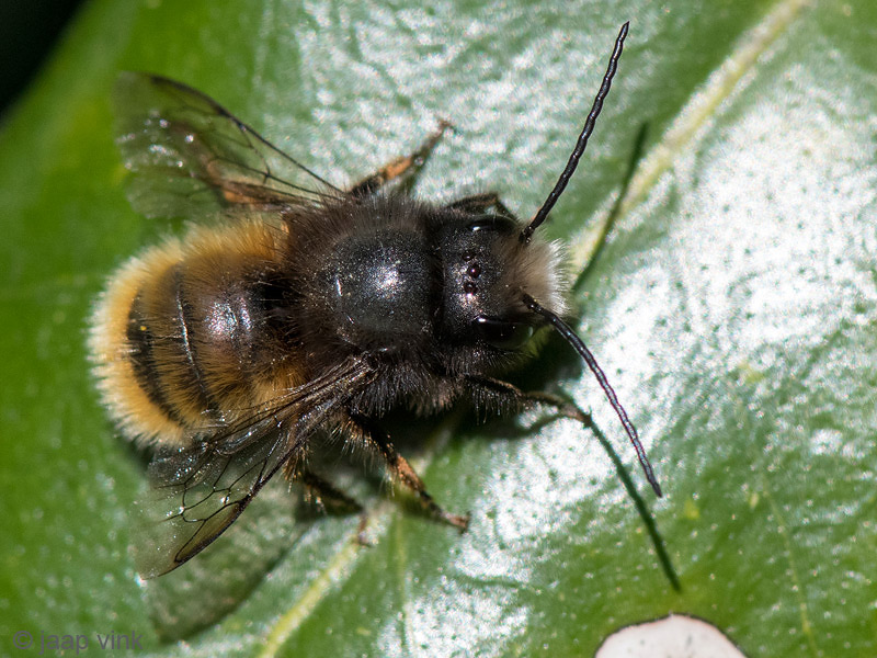European Orchard Bee - Gehoornde metselbij - Osmia cornuta
