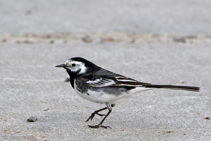 Pied Wagtail - Rouwkwikstaart - Motacilla alba yarrellii