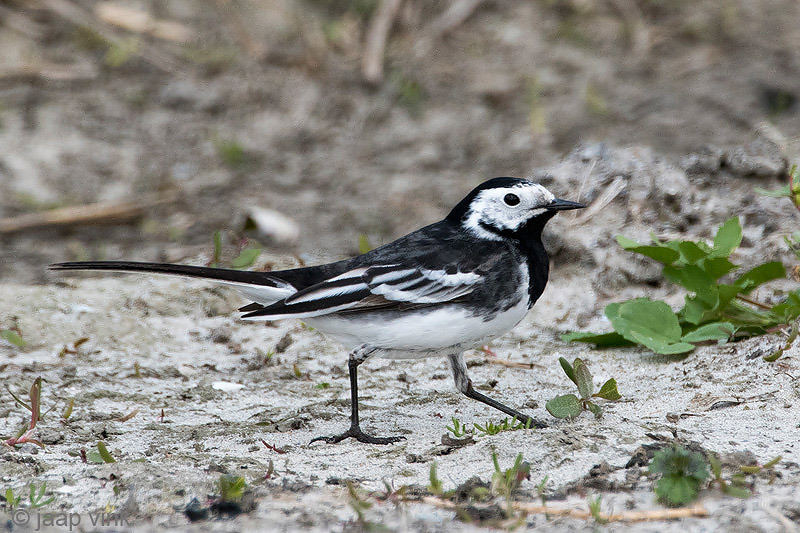 Pied Wagtail - Rouwkwikstaart - Motacilla alba yarrellii