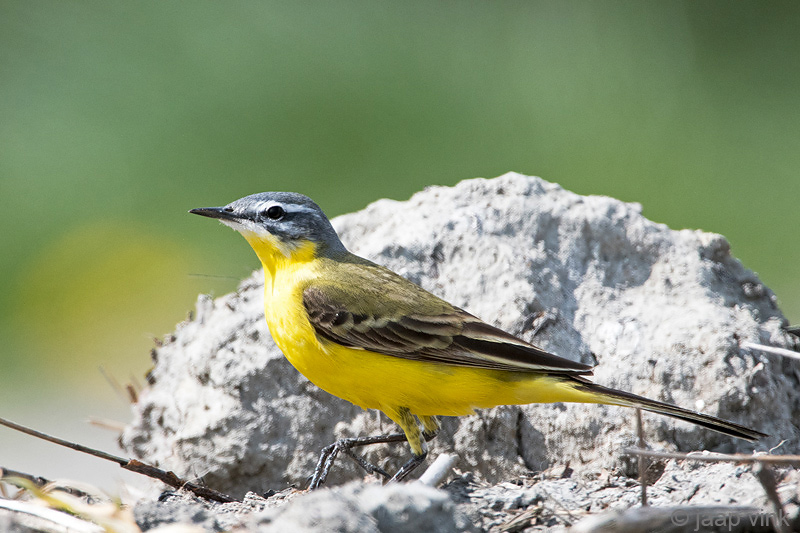 Yellow Wagtail - Gele Kwikstaart - Motacilla flava