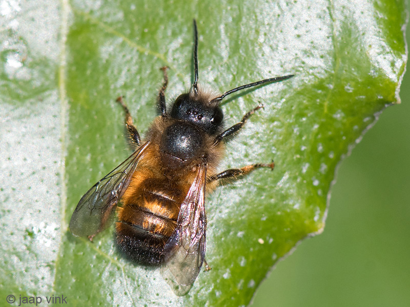 Red Mason Bee - Rosse Metselbij - Osmia bicornis