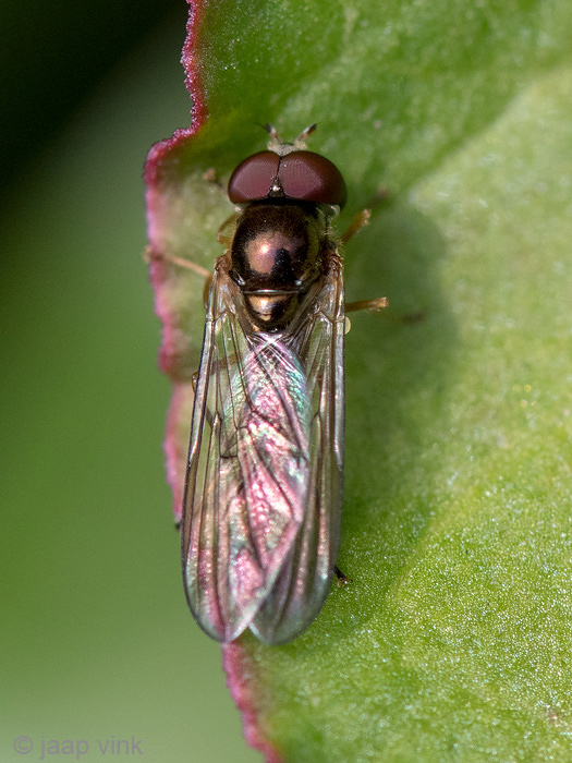 Syrphidae - Slanke Driehoekszweefvlieg - Melanostoma scalare 