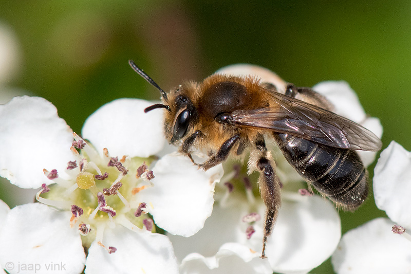 Long-lipped Andrena - Witbaardzandbij - Andrena barbilabris