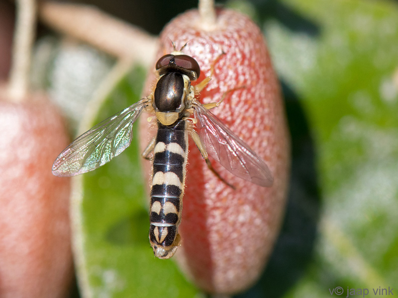 Syrphidae - Langlijfje spec - Sphaerophoria spec