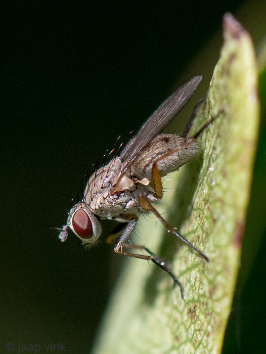 Muscidae - Coenosia spec