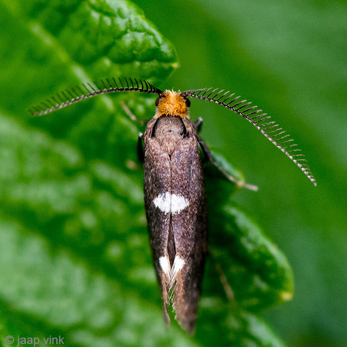 Feathered Diamond-back - Gewone Witvlekmot - Incurvaria masculella