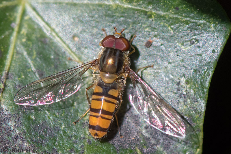 Marmalade Hoverfly - Pyamazweefvlieg - Episyrphus balteatus