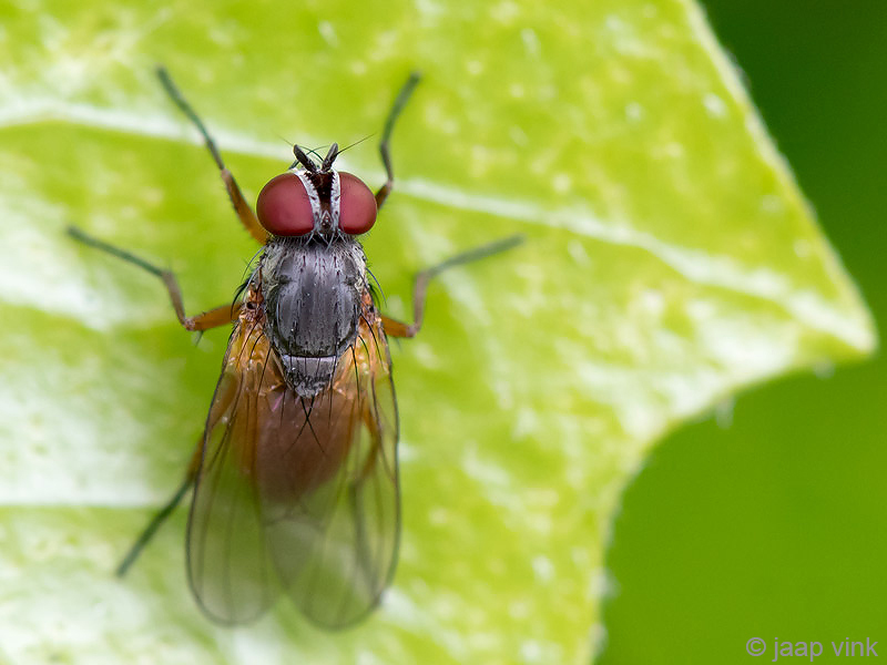Fanniidae - Fannia lustrator