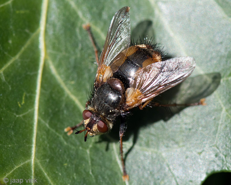 Tachinidae - Woeste Sluipvlieg - Tachina fera