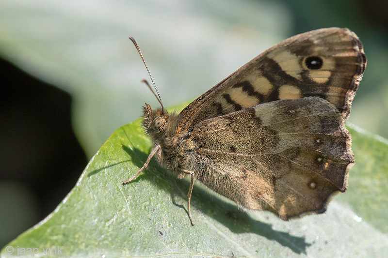 Speckled Wood - Bont Zandoogje - Pararge aegeria